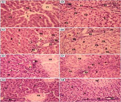 Supplementation of Saussurea costus root alleviates sodium nitrite-induced hepatorenal toxicity by modulating metabolic profile, inflammation, and apoptosis